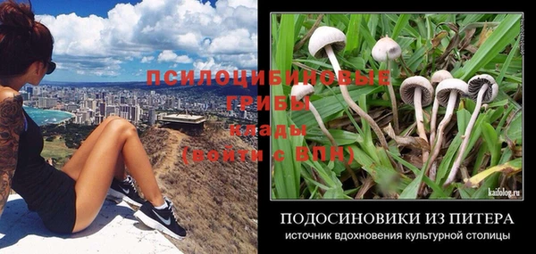стаф Алзамай