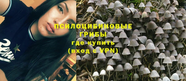 стаф Алзамай
