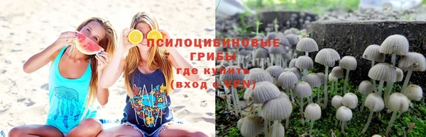 стаф Алзамай