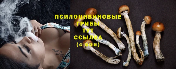 стаф Алзамай